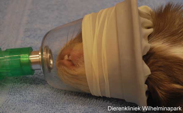 Verdovingcavia: De cavia krijgt gasanesthesie door een mondmasker